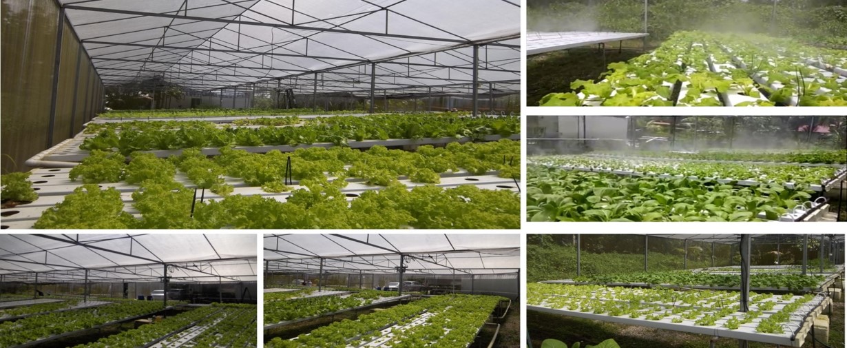Automated Pesticide Misting and Smart Greenhouse system with