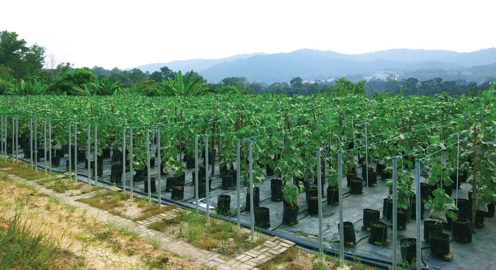 Smart Farming: Optimising Production and Cost Savings through the Smart Fertigation and Smart Monitoring System